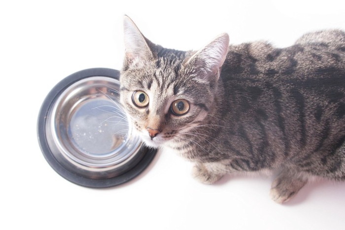 空の食器の前で見上げてくる猫