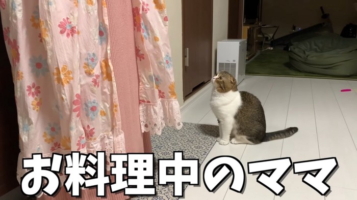 お座りして待つ猫