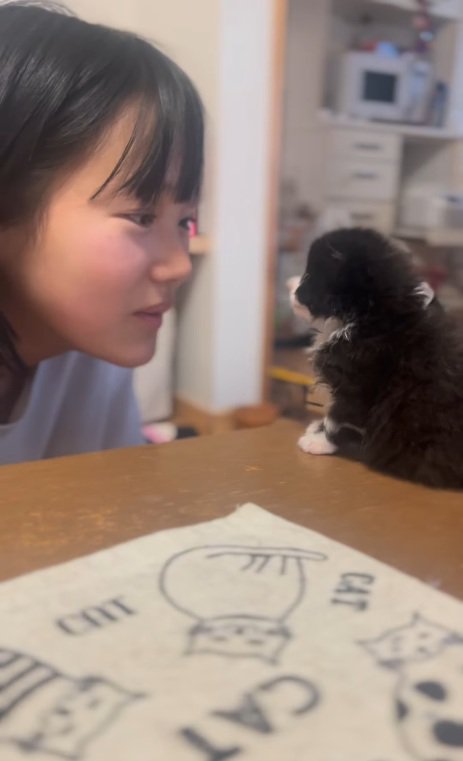 机の上にいる子猫と女の子