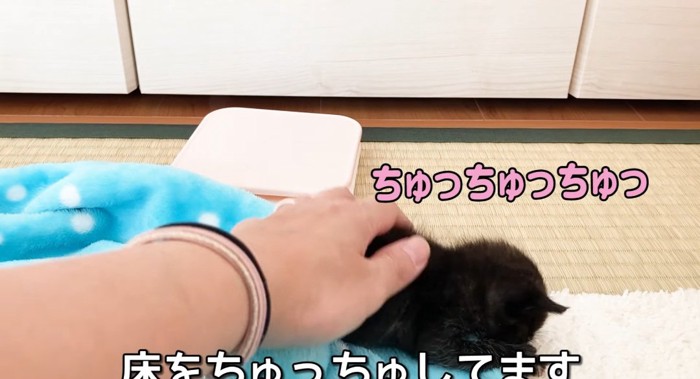 床の上の猫