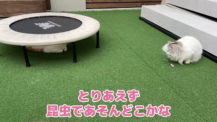 昆虫で時間をつぶす