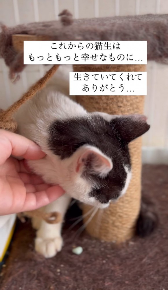 猫を撫でる人の手