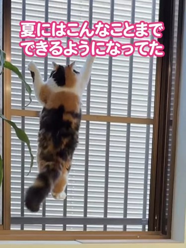 網戸をよじ登る猫