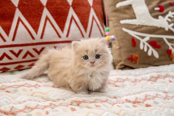 敷物の上に立っているミヌエットの子猫