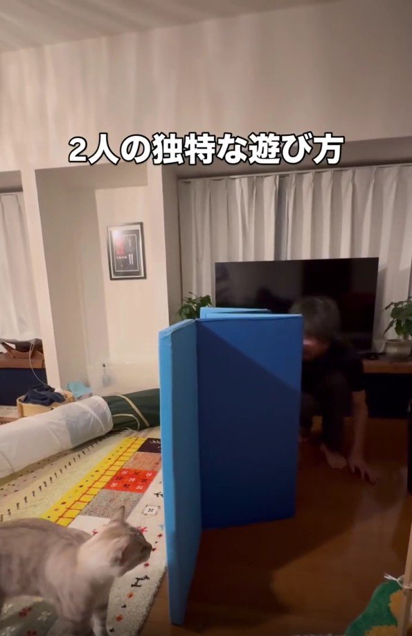 遊んでいる猫とパパさん