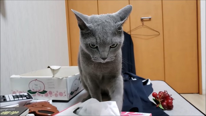 飼い主を強く睨む猫