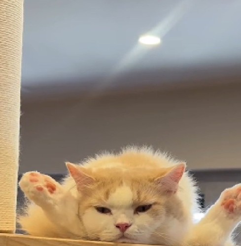 くつろぐ猫