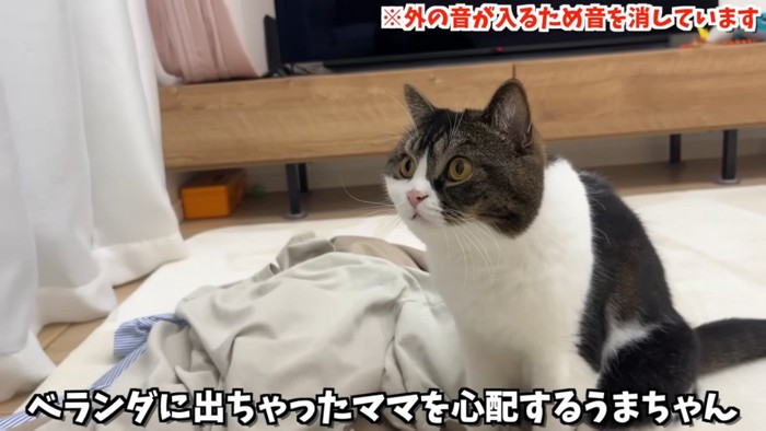 座る猫