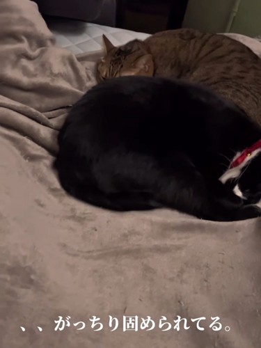 丸くなって寝る2匹の猫