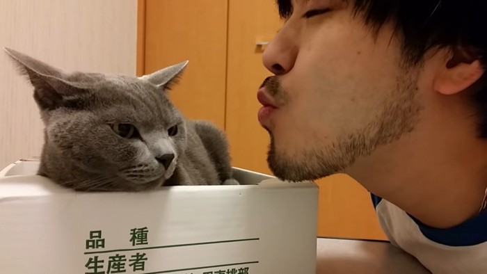 そっぽを向く猫