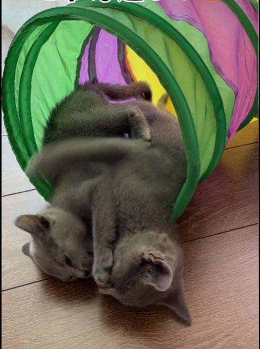 遊んでいる子猫