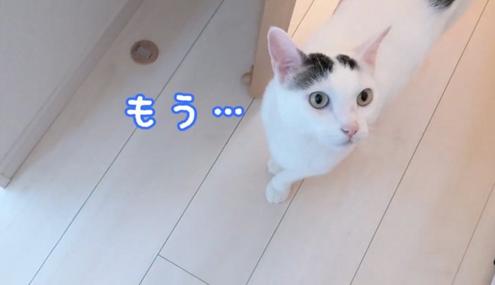 飼い主の後をついていく猫
