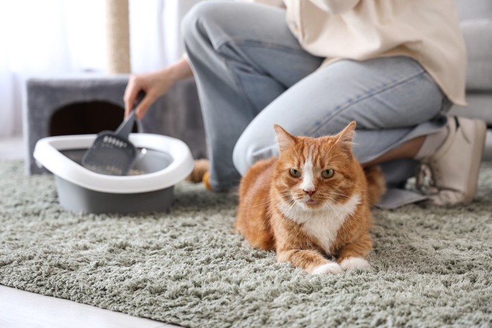 トイレ掃除をする飼い主さんと猫