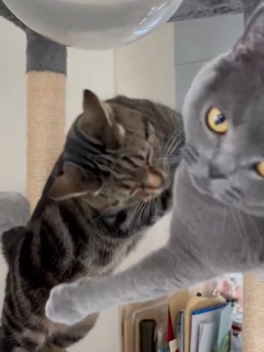 アメショに飛びつかれて飼い主に助けを求めるような視線を送るブリショ