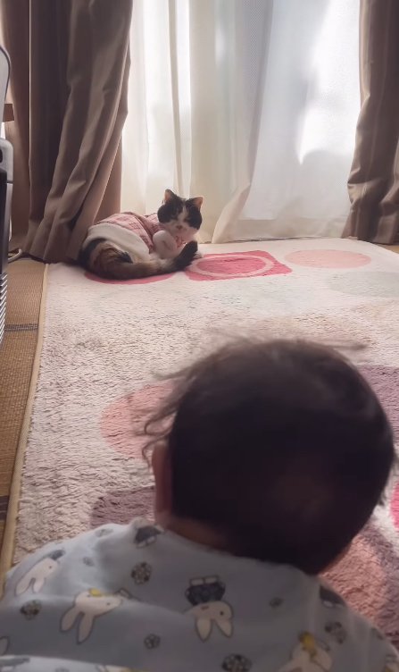 猫を見つめる赤ちゃんの後頭部と、赤ちゃんを見つめる猫