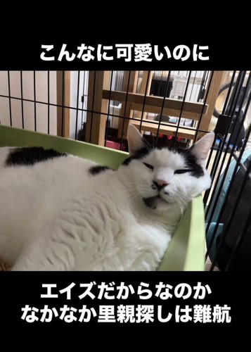 目を細める猫