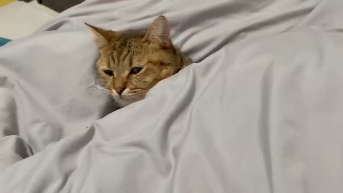 顔だけ出た姿