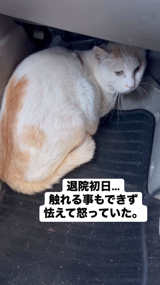 小さくなる猫