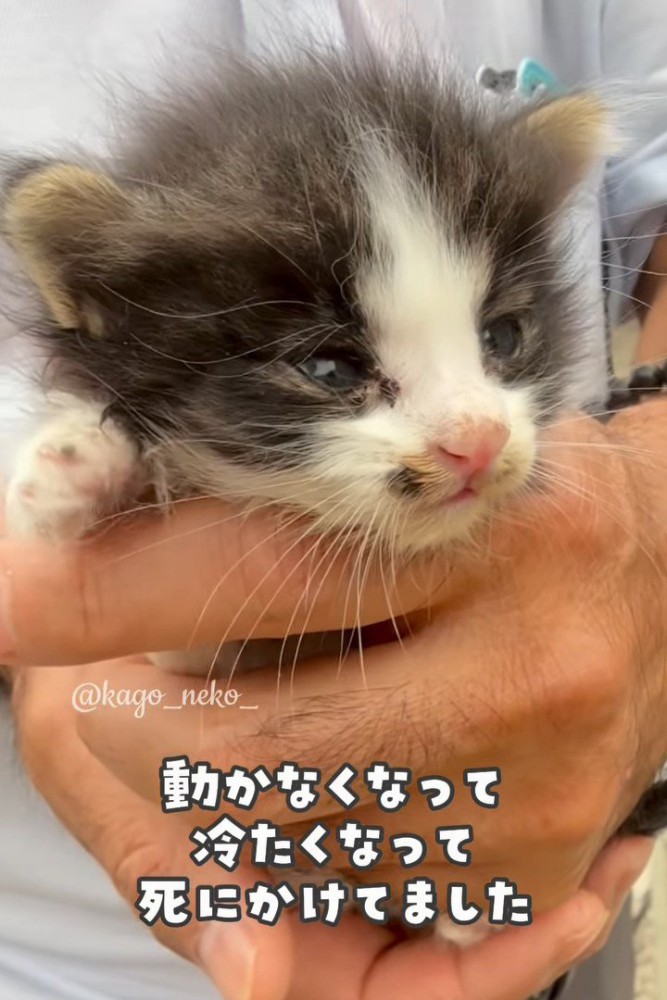 手で持たれる弱っている子猫