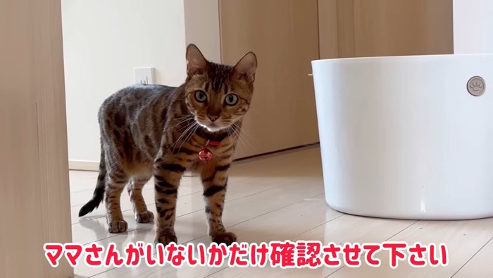 立っている赤い鈴をつけた猫