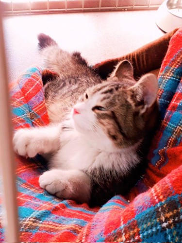 ブランケットの上で横になる猫