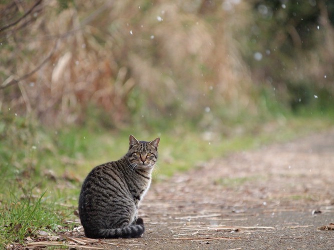 雪と猫