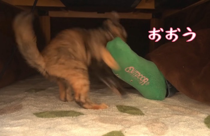 足に飛び掛かる子猫