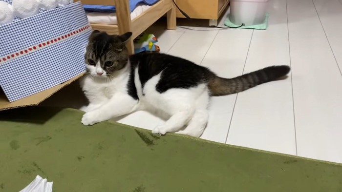 耳を後ろに倒して寝転ぶ猫