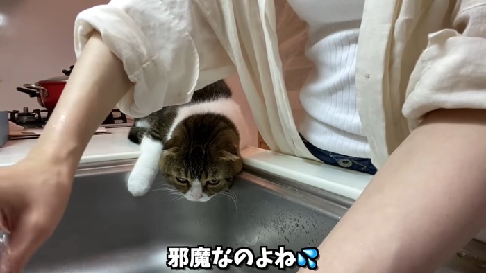 シンクを見る猫