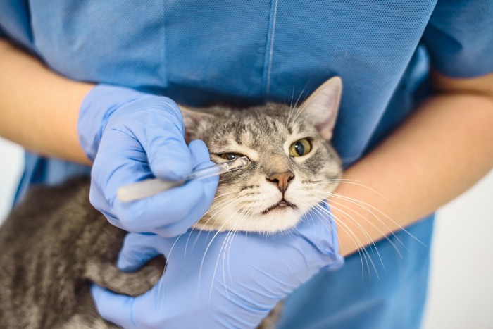 猫に目薬をさす獣医師