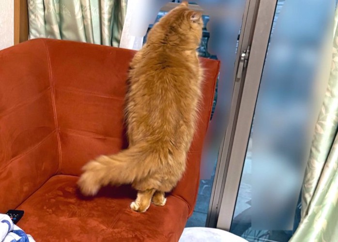 足を揃える猫