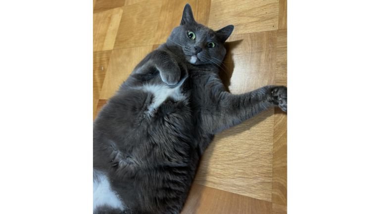 室内にいる猫