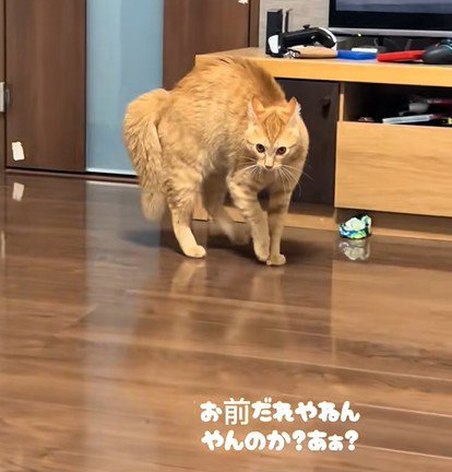 近づいてくる猫