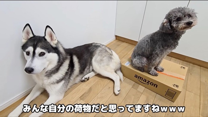 床に置いてある段ボールの側に集まる2頭の犬