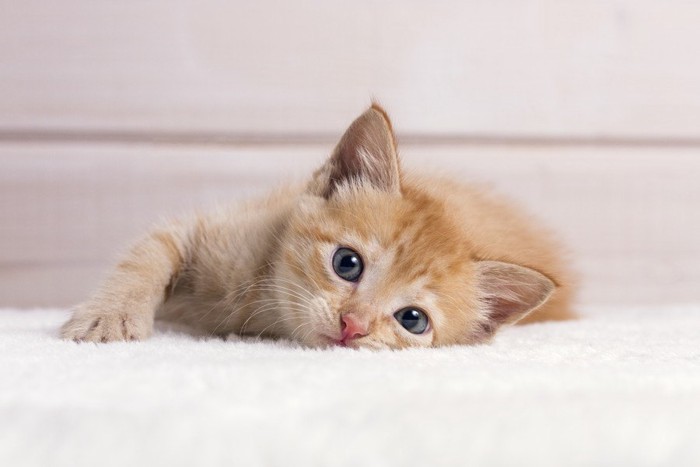 横になる茶トラの子猫