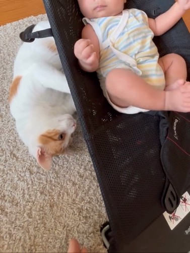 バウンサーの下にいる猫