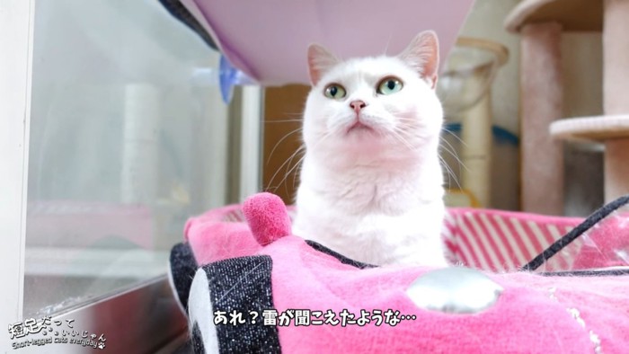 上を見る猫