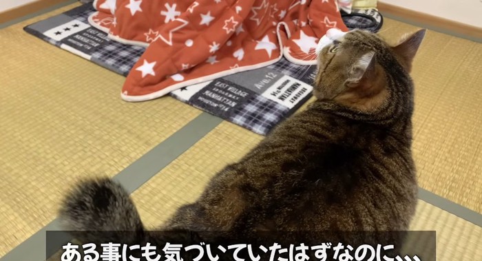 見上げる猫