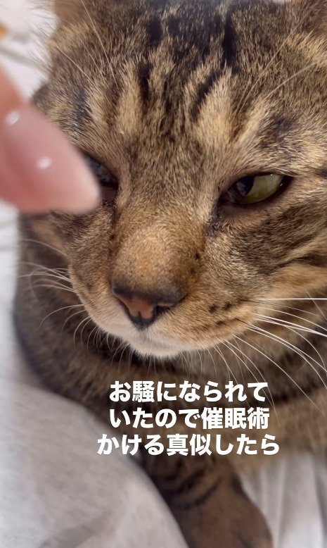 眠そうなキジトラ猫の顔のドアップ