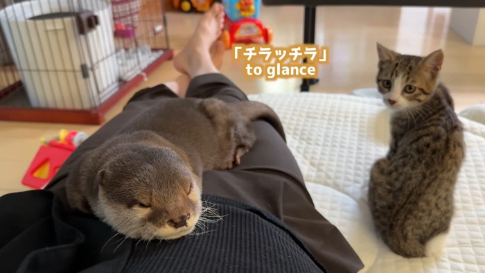 チラッチラ
