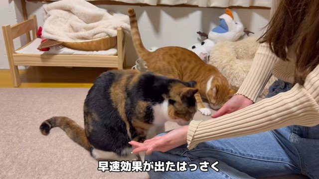 女性のそばで爪をとぐ猫