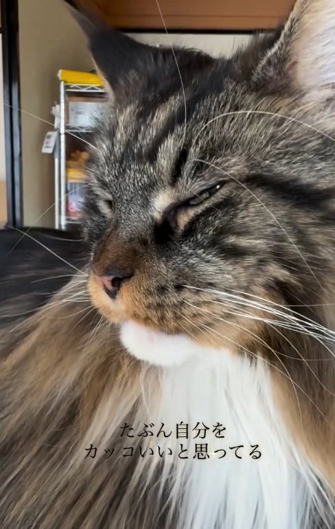 目を閉じる猫