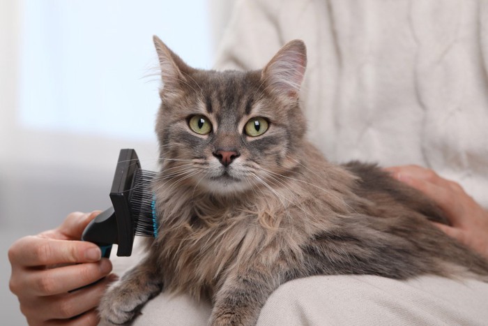 猫を膝に乗せてブラッシングする人