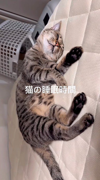 白い布の上で眠る猫