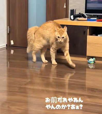 威嚇モードの猫