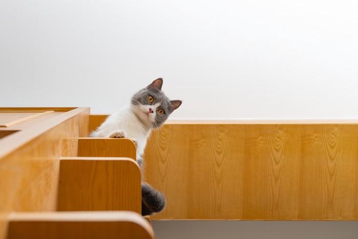 高所から見下ろす猫
