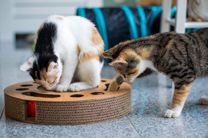 おもちゃで遊ぶ2匹の猫