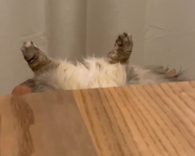 仰向けになっているキジトラ模様の猫の足