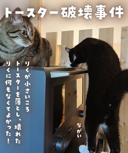 トースターと猫