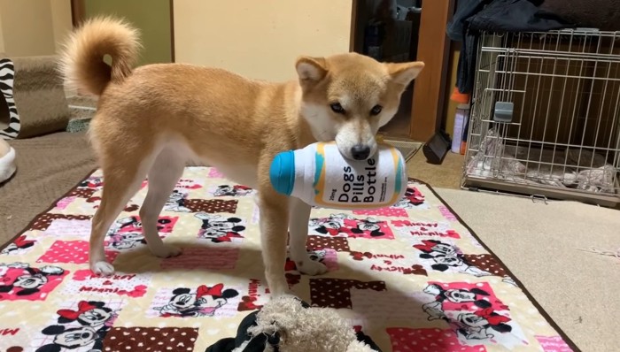 おもちゃを咥えて怒っている顔の柴犬